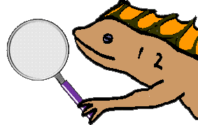 Newton Salamander search image